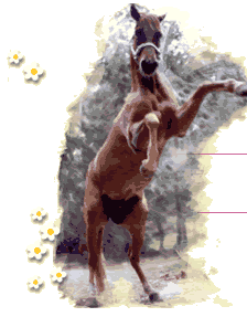 horse.gif
